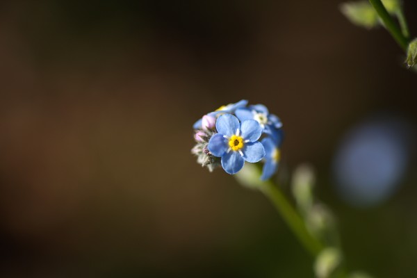 Forget Me Nots  by Joy Watson